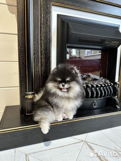 Щенки померанского шпица всех окрасов