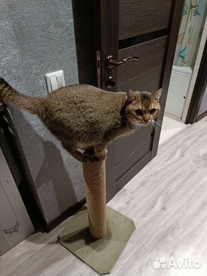 Британская кошка