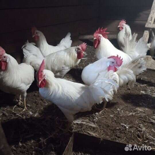 Петухи Леггорн