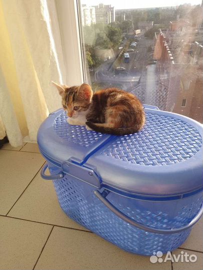 Кошечка, кошка, котёнок