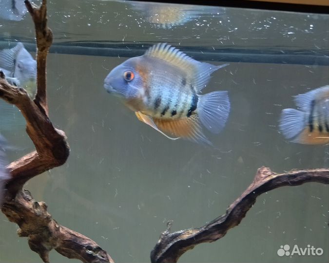 Аквариумные рыбы. Северум