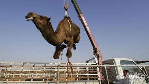 Услуги манипулятора эвакуатора вышки