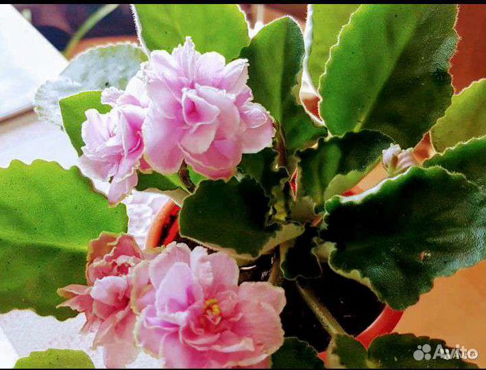 Комнатные цветы