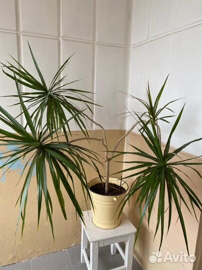 Пальма драцена продам