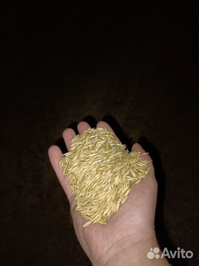 Овёс оптом