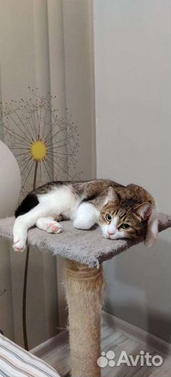 Кот Барсик, 8 лет, дружелюбный и ласковый