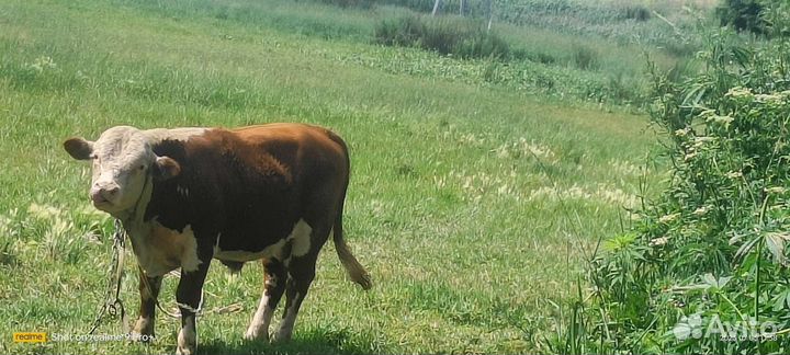 Чистокровный Герефорд