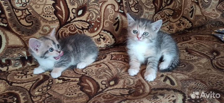 Отдам котят в добрые руки