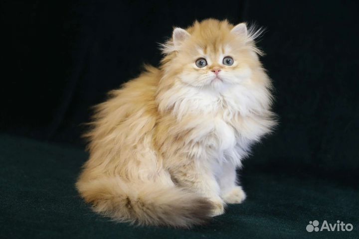 Британская золотая шиншилла