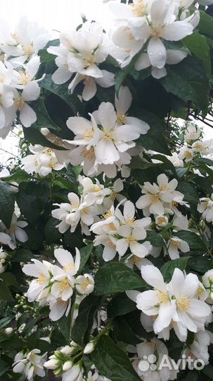 Саженцы чубушника (жасмина)