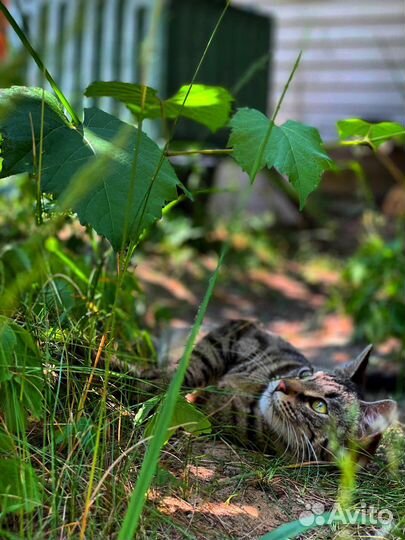 Малышка-тигр