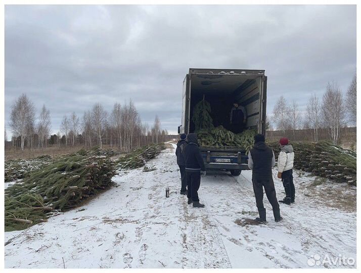 Сосна, ель, пихта, лапник