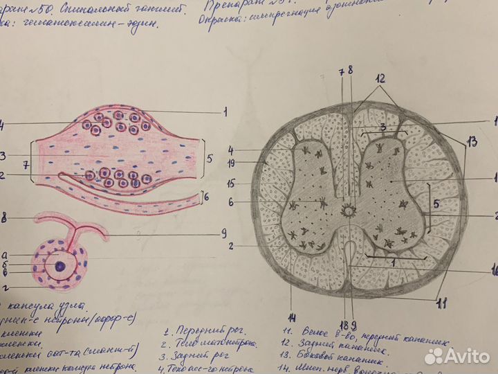 Напишу конспекты, лекции, нарисую рисунки, за вас