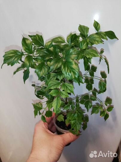 Комнатные цветы разные