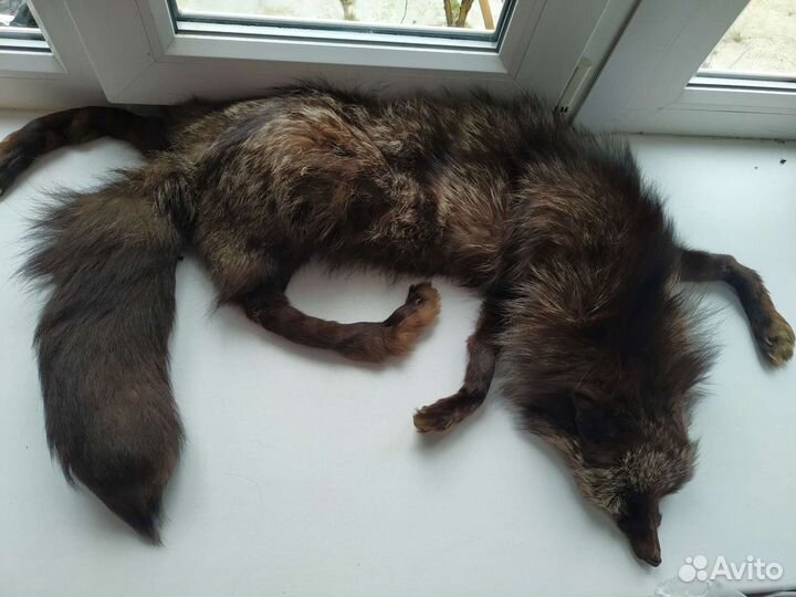 Горжетка лиса чернобурка целая