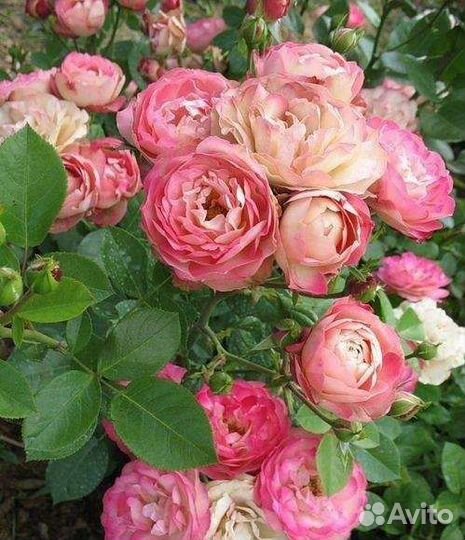 Роза Акрополис