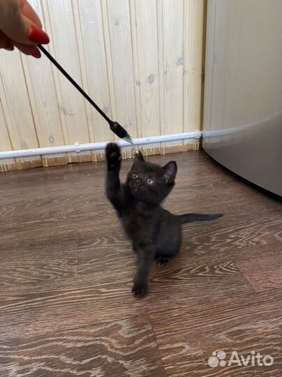 Котята вислоухие