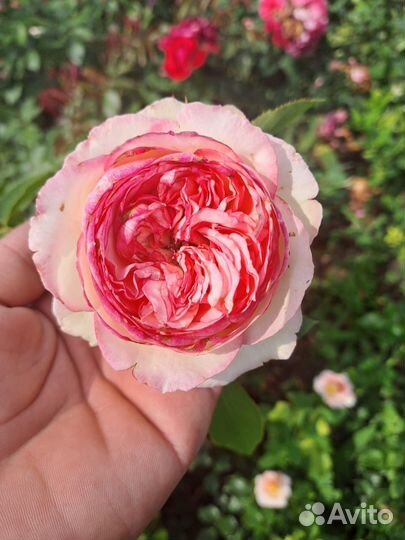 Розы.Опт-розница