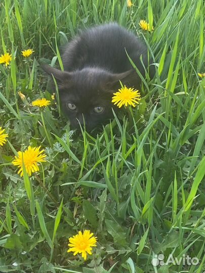 Домашние животные котята