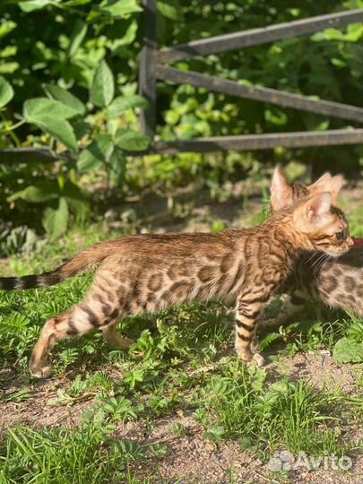 Бенгальская кошечка Таис