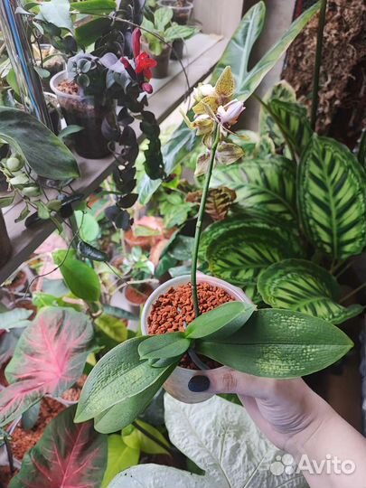 Фаленопсис Lucky Leopard