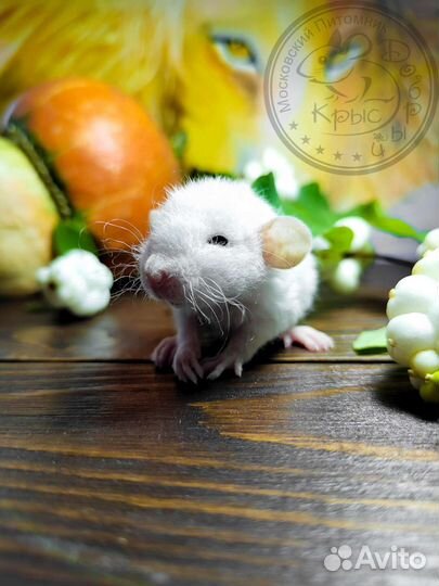 Крысята, крыски, крыса дамбо