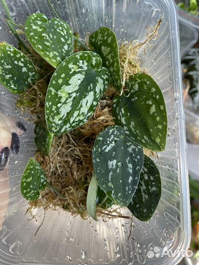 Сциндапсусы тайские