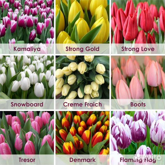 Цветы оптом в Красноярске