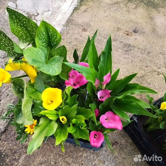 Луковицы каллы