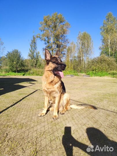 Немецкая овчарка вязка