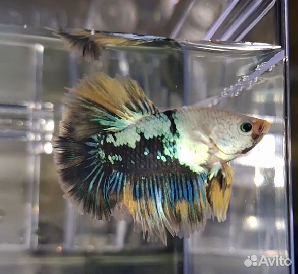 Петушки hulfmoon