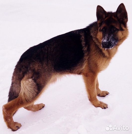 Немец вязка