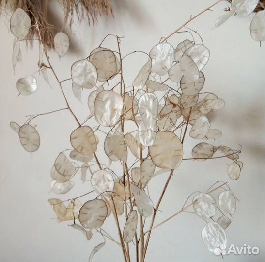 Сухоцветы для творчества