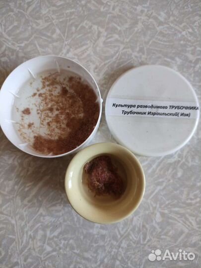 Культура трубочника разводимого(Израильский- Изя)