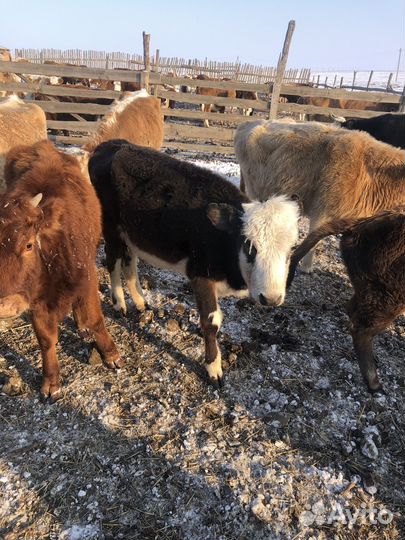 Телки годовалые