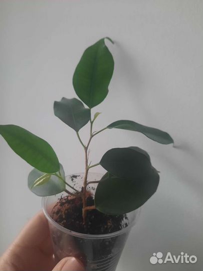 Фикус бенджамина