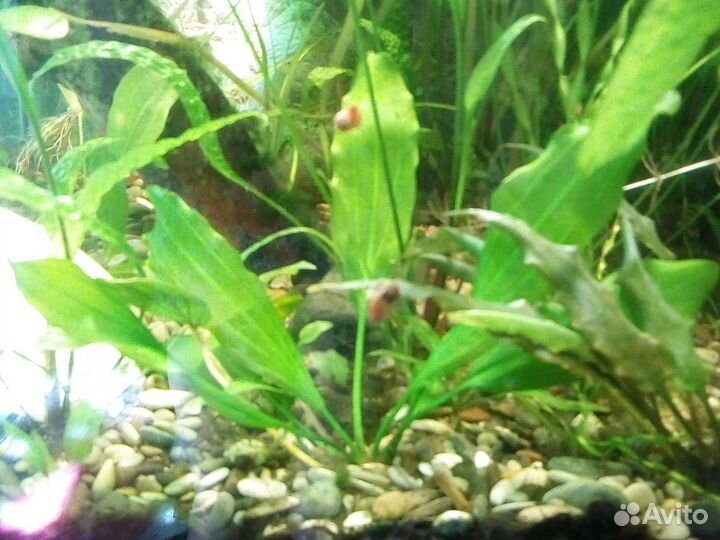 Эхинодорус