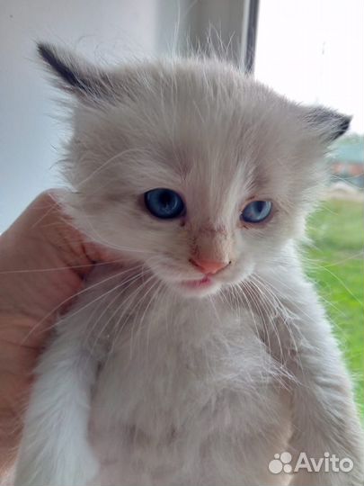 Отдам котёночка в добрые руки