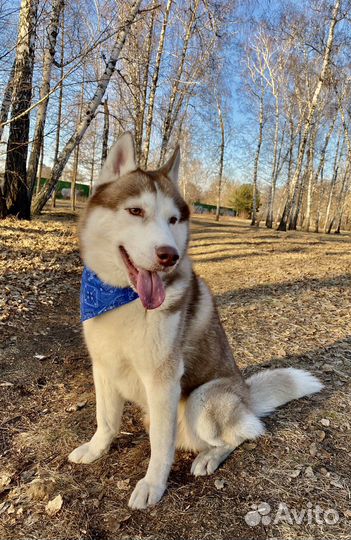 Хаски вязка