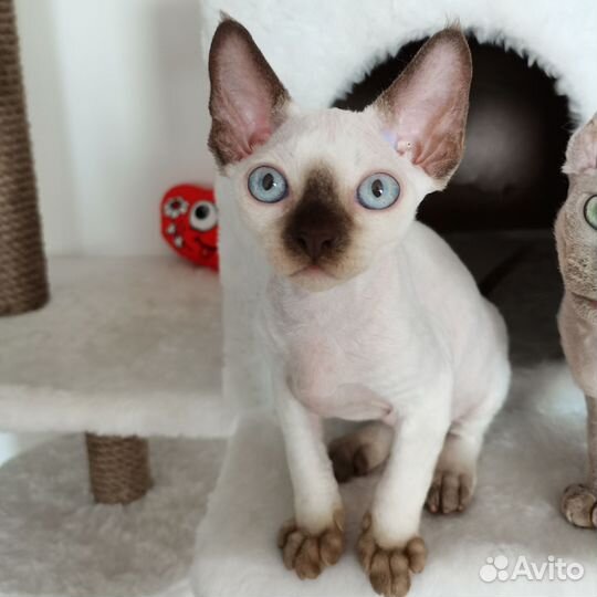 Девон-рекс поинтовая девочка