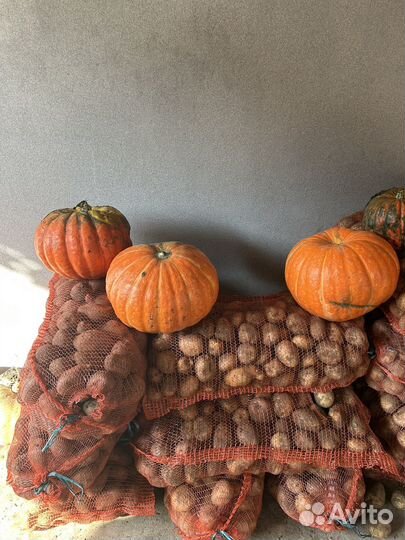 Продам картофель