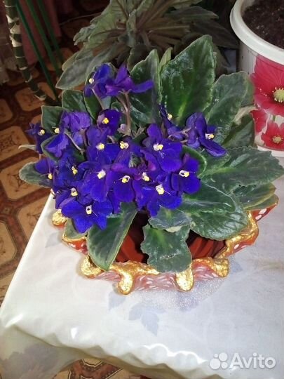 Комнатные цветы