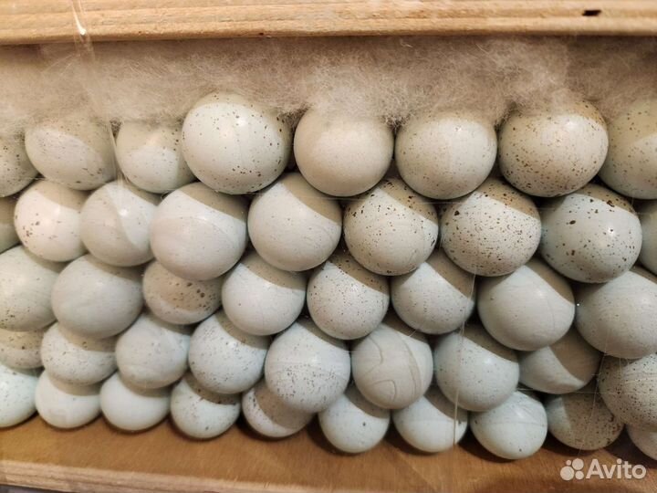 Перепел Селадон