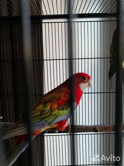 Попугаи розелла с клеткой