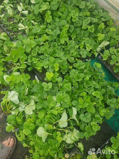 Рассада клубники (земляника садовая)