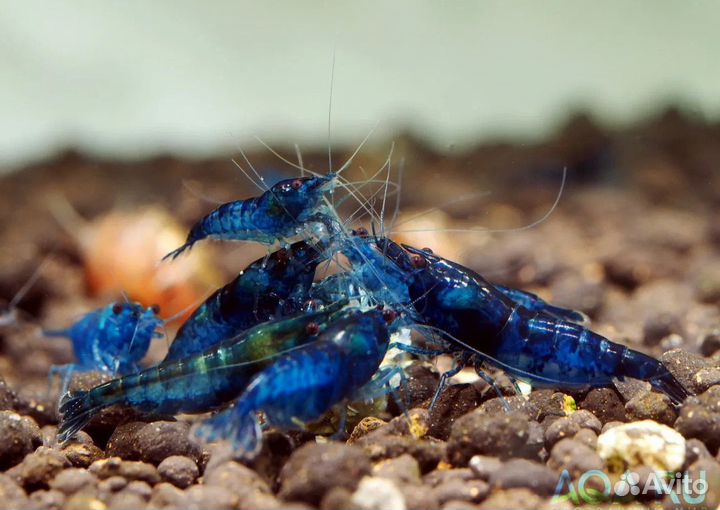 Креветки блю дрим