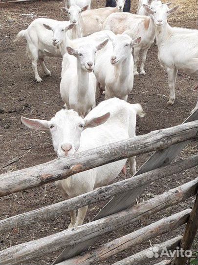 Козы дойные