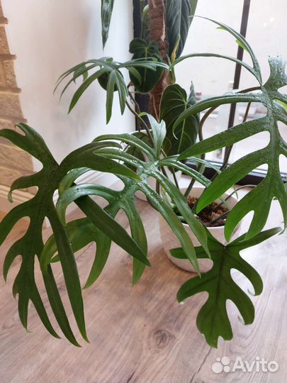 Филодендрон майо