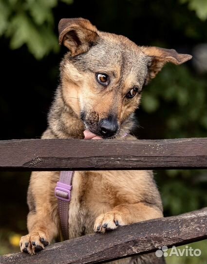 Собака в добрые руки бесплатно