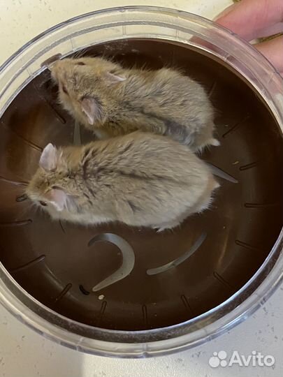 Хомяки джунгарики